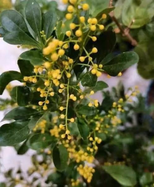 臥室養花有講究,這幾種花不能養,雖有香味,但刺激鼻腔