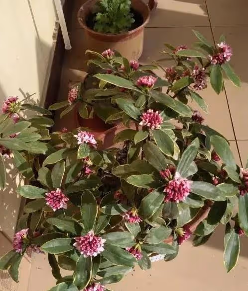 臥室養花有講究,這幾種花不能養,雖有香味,但刺激鼻腔