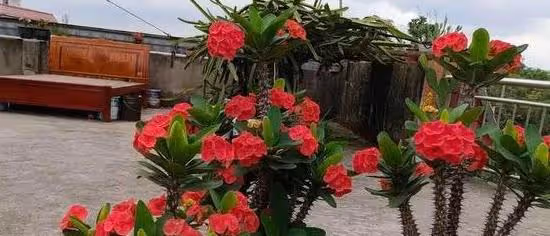 幾種花,不怕曬不怕熱,對待新手超友好,養起來太簡單