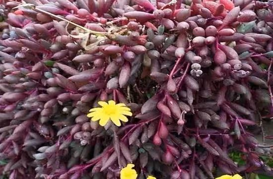 幾種花卉如同「飲水機」,天天想喝水,多喂些水沒問題