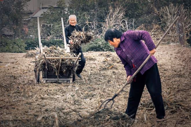 6旬老夫妻忍著病痛四處賣小米,早出晚歸1天只賣30元,直言掙錢難