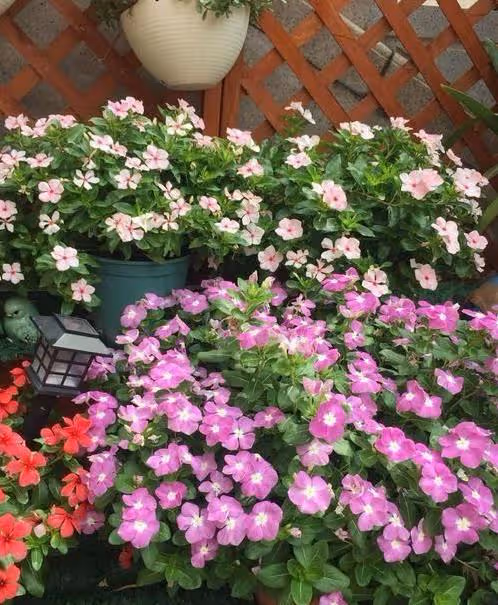 此幾款花被稱為開花機器，生命力也很頑強，灑下種子就能活