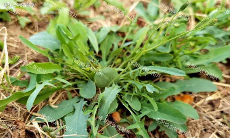 薺菜、蒲公英靠邊站,這菜清熱解毒,養肝護心,可惜很多人當草!