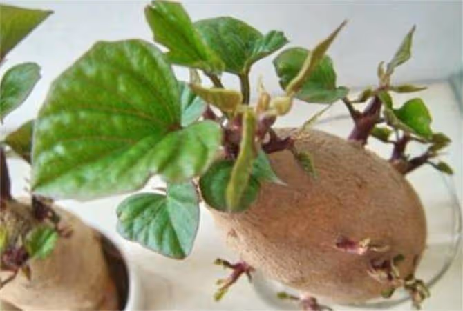 發芽的紅薯能吃嗎?紅薯怎樣儲存才不會發芽?