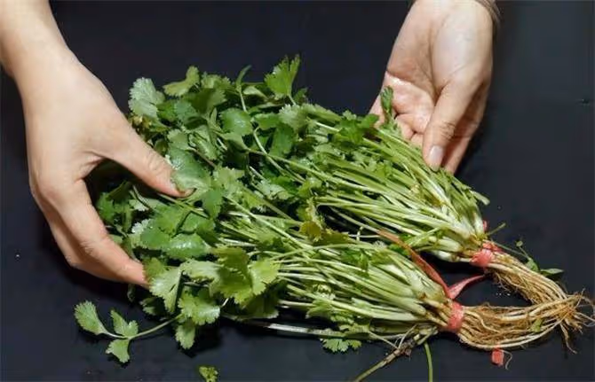 香菜放冰箱保存就錯了,飯店大廚教你一招,放多久都新鮮,真實用
