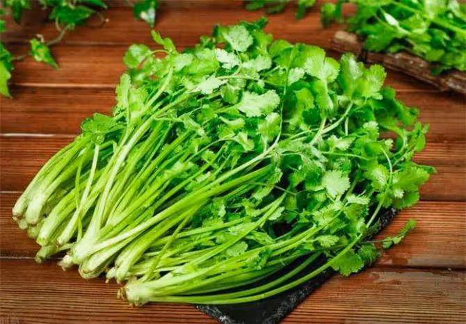 香菜放冰箱保存就錯了,飯店大廚教你一招,放多久都新鮮,真實用