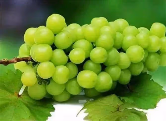 陽光玫瑰是葡萄還是提子?陽光玫瑰葡萄營養價值高嗎?