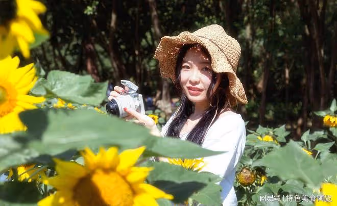 我國哪裡的瓜子最出名?中國十大葵花籽產地排行 哪裡產的品質好
