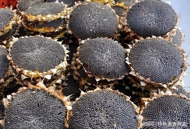 我國哪裡的瓜子最出名?中國十大葵花籽產地排行 哪裡產的品質好