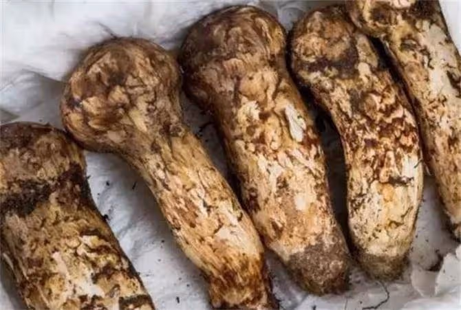 松茸保存是冷藏還是冷凍?松茸冷凍最多能保存多久?