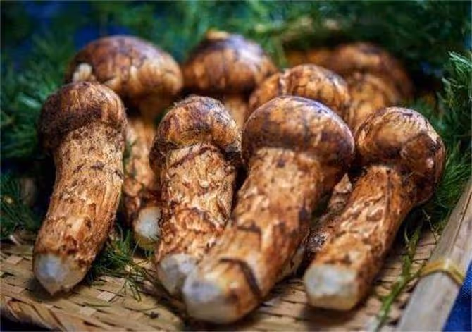 松茸保存是冷藏還是冷凍?松茸冷凍最多能保存多久?