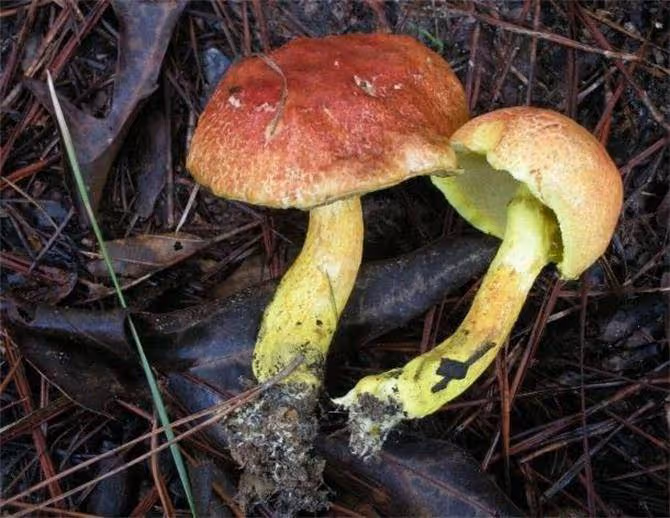 牛肝菌本身有毒嗎?吃牛肝菌要注意什麼?