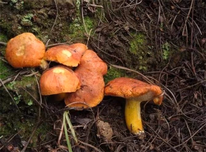 牛肝菌本身有毒嗎?吃牛肝菌要注意什麼?