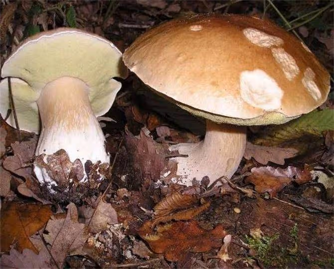 牛肝菌本身有毒嗎?吃牛肝菌要注意什麼?