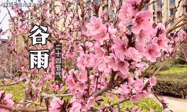 4月19日穀雨,老人說「穀雨吃3寶,不往醫院跑」,這3寶指啥?