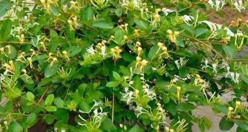 想把B肝連根拔起,以下幾種植物是「轉陰」利器,比吃藥管用