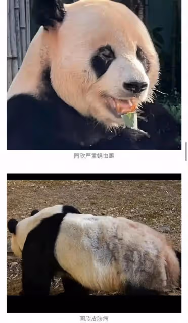 韓國為大熊貓福寶拍攝電影《再見,爺爺》,引髮網友們不滿