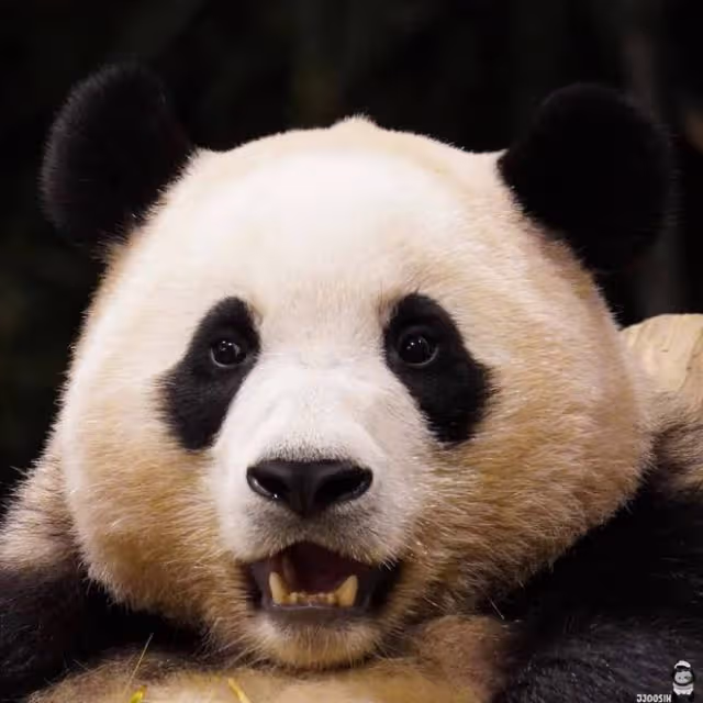 韓國為大熊貓福寶拍攝電影《再見,爺爺》,引髮網友們不滿