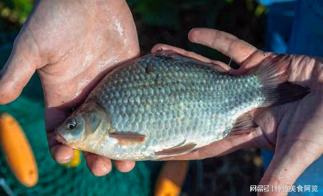 揭秘野釣鯽魚公認餌料,成為漁獲豐收的秘密武器