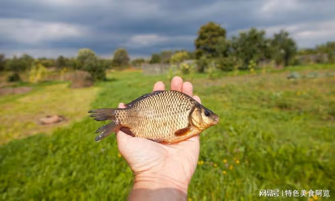揭秘野釣鯽魚公認餌料,成為漁獲豐收的秘密武器