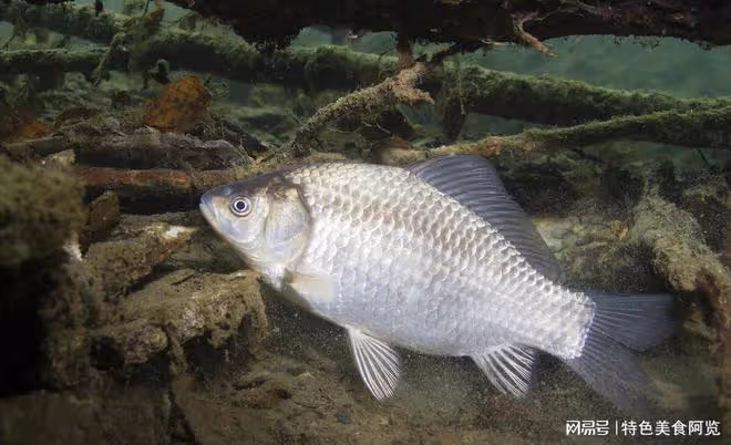 揭秘野釣鯽魚公認餌料,成為漁獲豐收的秘密武器
