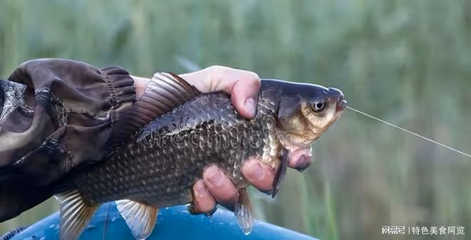 探尋野釣鯽魚的訣竅與技巧