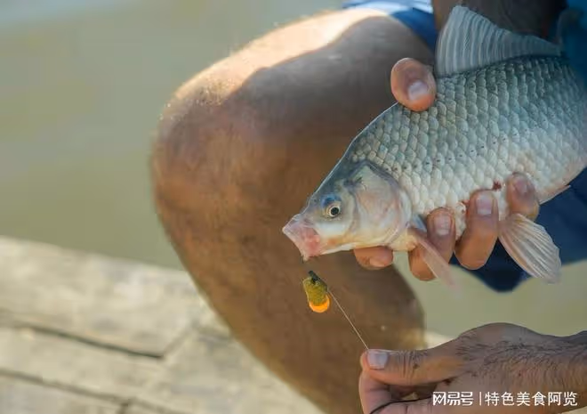 探尋野釣鯽魚的訣竅與技巧
