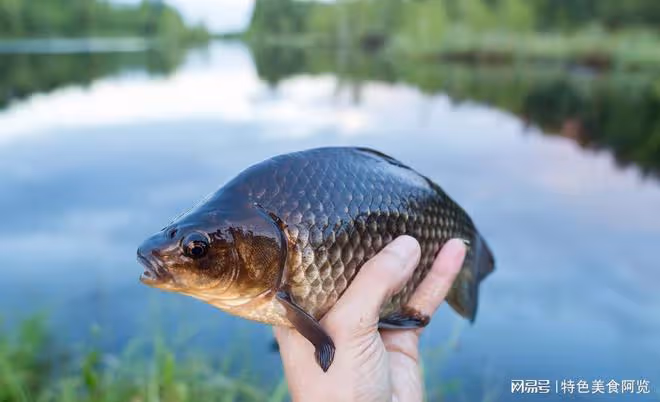探尋野釣鯽魚的訣竅與技巧
