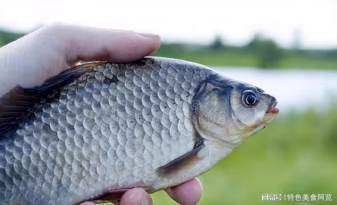 探尋野釣鯽魚的訣竅與技巧