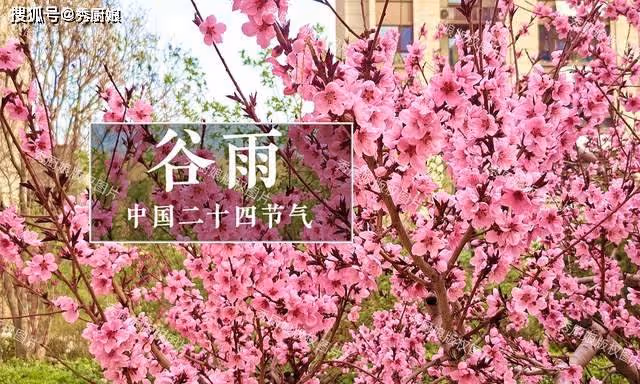 明日穀雨，老人說「穀雨吃3草，不往醫院跑」，「3草」具體指啥？