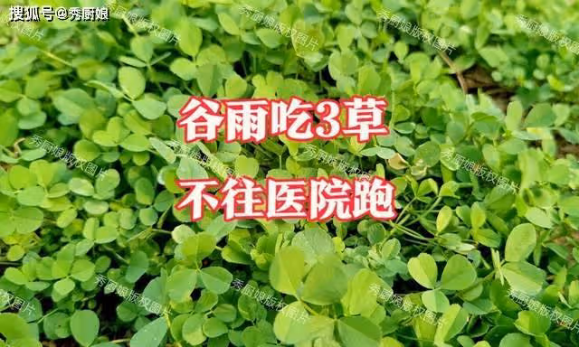 明日穀雨，老人說「穀雨吃3草，不往醫院跑」，「3草」具體指啥？