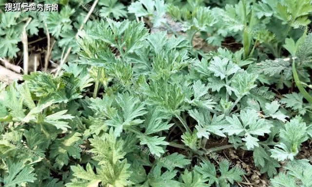 明日穀雨，老人說「穀雨吃3草，不往醫院跑」，「3草」具體指啥？