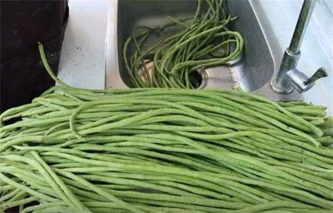 儲存豆角原來很簡單,放到冬天也和新鮮的一樣,一年省下不少錢