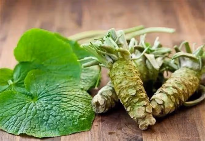 山葵和芥末有什麼區別?芥末、山葵、辣根,到底是什麼關係?