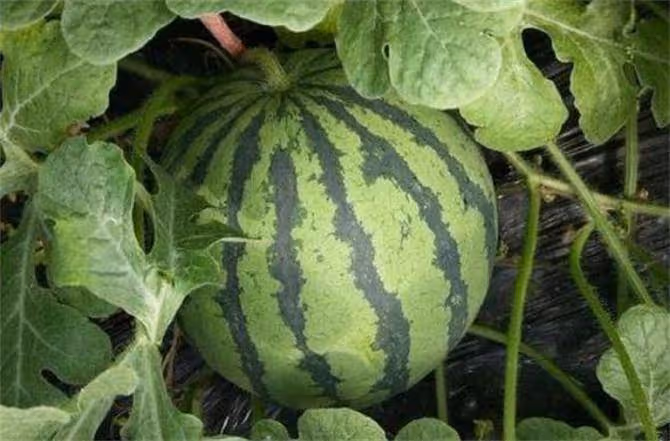 麒麟西瓜和普通西瓜有什麼區別?批發價每斤貴太多,只因為這幾點