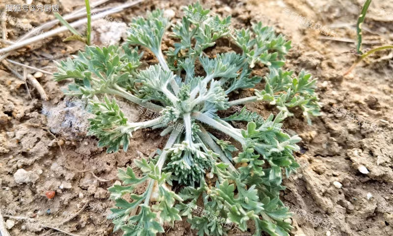 薺菜蒲公英靠邊站，它才是「野菜之王」，4月農村遍地是，抓緊吃