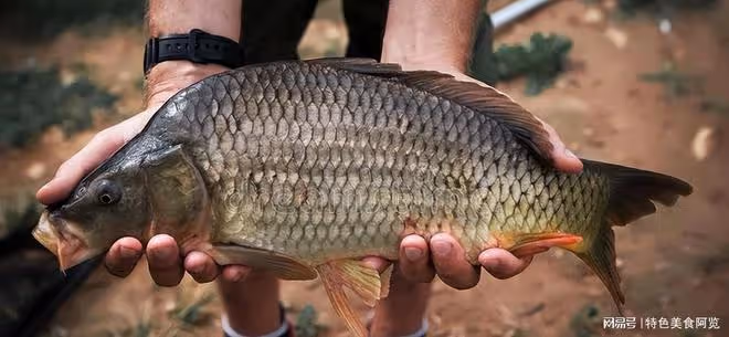 野釣打窩技巧:打造完美窩點,讓魚兒自投羅網
