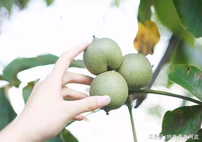 中國哪裡產的核桃最好吃?全國有名的十大核桃排名,有你的家鄉嗎