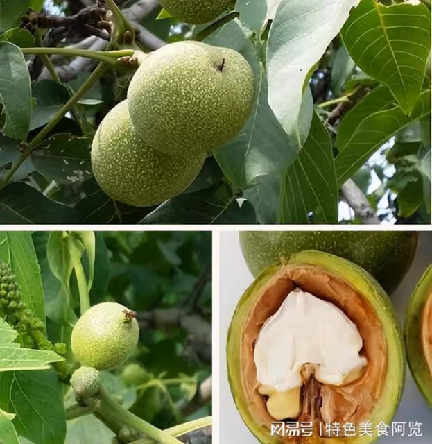 中國哪裡產的核桃最好吃?全國有名的十大核桃排名,有你的家鄉嗎