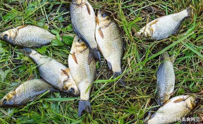 陰天釣鯽魚大揭秘:掌握這些技巧,輕鬆捕獲豐收!
