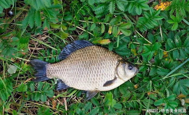 陰天釣鯽魚大揭秘:掌握這些技巧,輕鬆捕獲豐收!