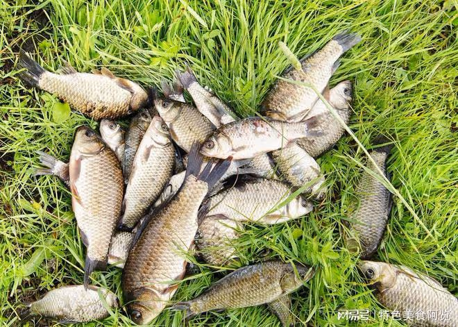陰天釣鯽魚大揭秘:掌握這些技巧,輕鬆捕獲豐收!