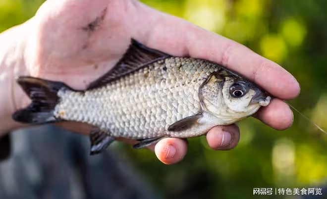 陰天釣鯽魚大揭秘:掌握這些技巧,輕鬆捕獲豐收!
