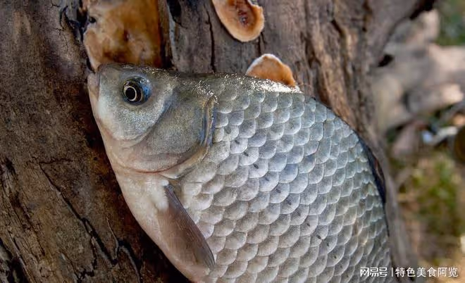 陰天釣鯽魚大揭秘:掌握這些技巧,輕鬆捕獲豐收!
