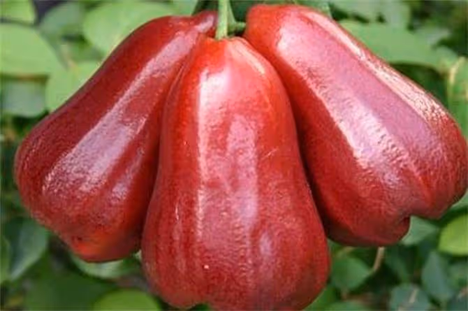 蓮霧有什麼益處?可生吃和做菜肴?有哪些禁忌?蓮霧果的正確吃法