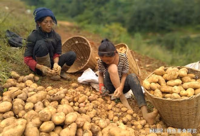 我國哪裡盛產土豆?中國十大土豆產地盤點,你的家鄉上榜了嗎?