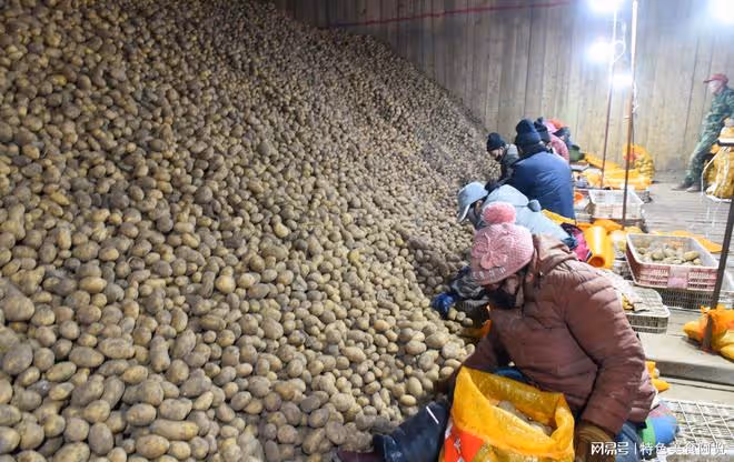 我國哪裡盛產土豆?中國十大土豆產地盤點,你的家鄉上榜了嗎?