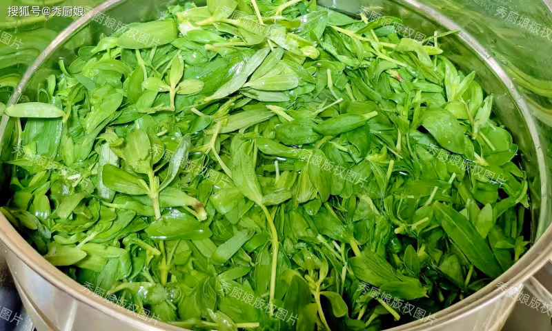 5月,這野菜是個寶貝,脆爽好吃,當菜又當藥,可惜很多人不懂吃
