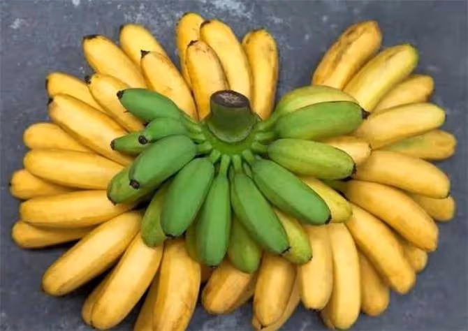 生香蕉還是熟香蕉區別在哪裡?吃香蕉,可以緩解便秘嗎?
