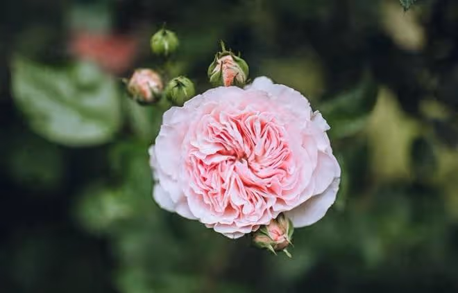 5月貴人照拂,運勢上上籤,3大星座求財順遂,日子喜氣盈門